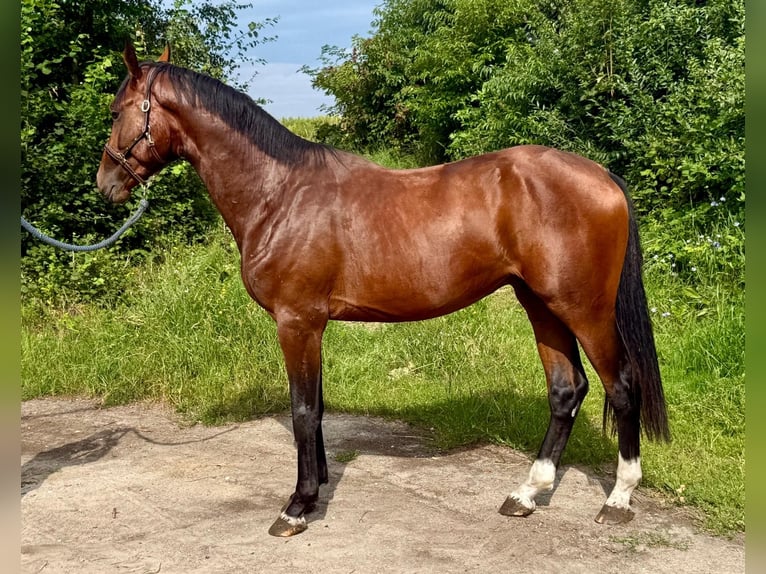 Zangersheide Semental 2 años 172 cm Castaño in Brzyków