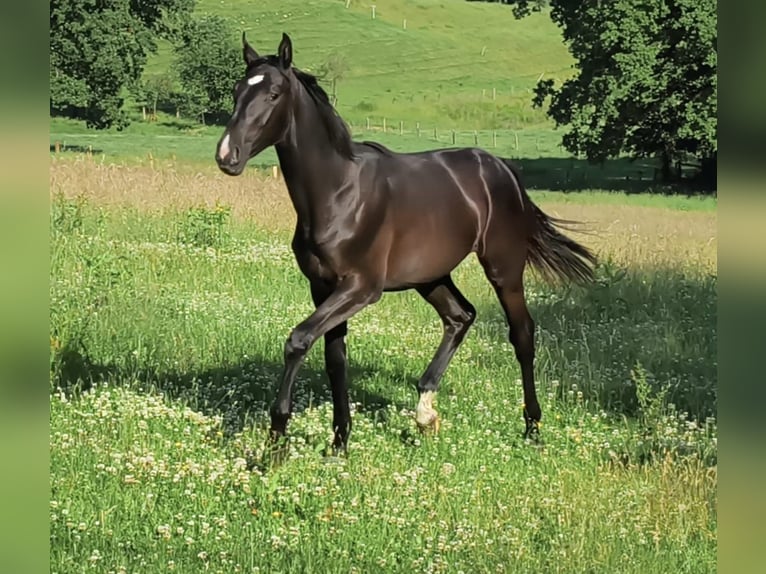 Zangersheide Semental 2 años 180 cm Castaño oscuro in Amel