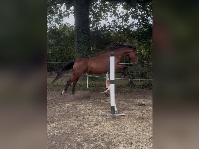 Zangersheide Semental 2 años Castaño in Lingen