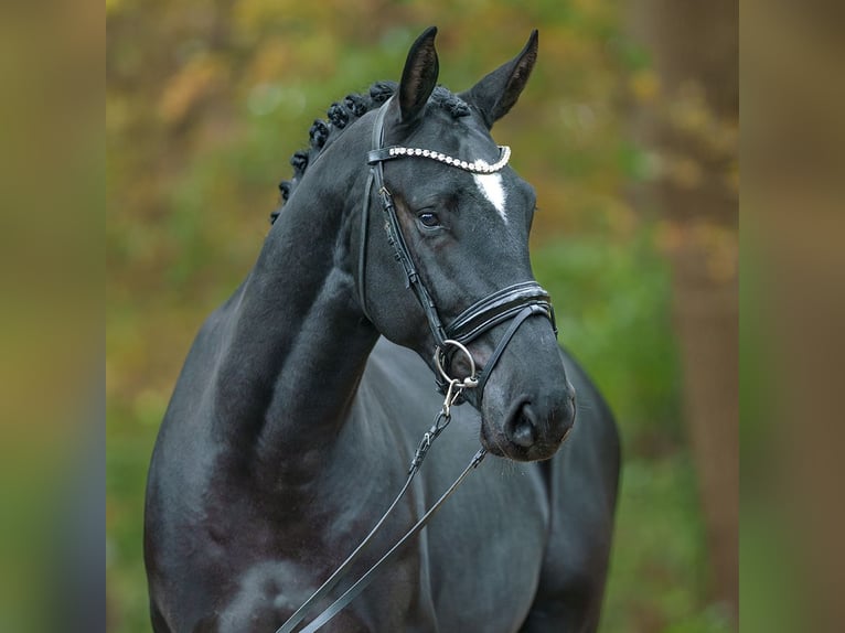 Zangersheide Semental 2 años Negro in Pölchow