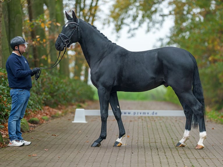 Zangersheide Semental 2 años Negro in Pölchow