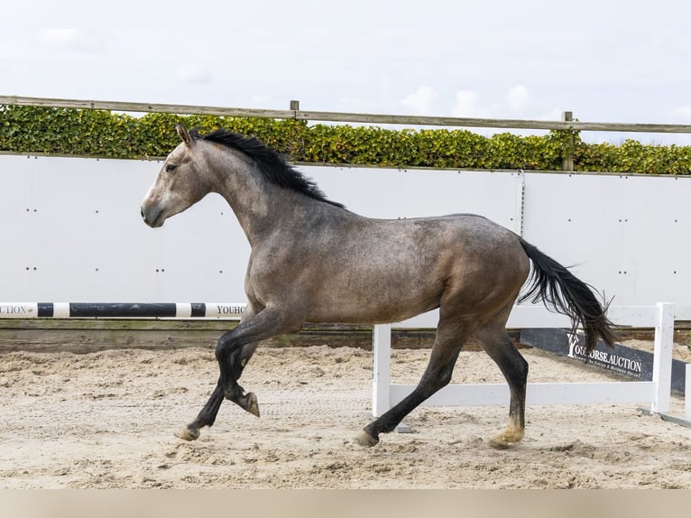 Zangersheide Semental 3 años 161 cm Tordo in Waddinxveen