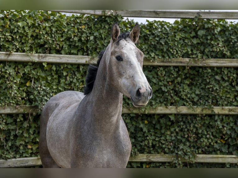 Zangersheide Semental 3 años 161 cm Tordo in Waddinxveen