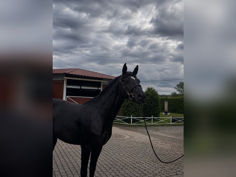 Zangersheide Semental 3 años 163 cm Negro in Zakrzów