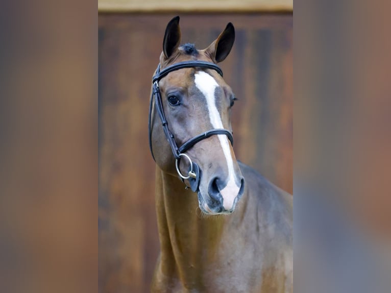 Zangersheide Semental 3 años 164 cm Castaño in Kinrooi