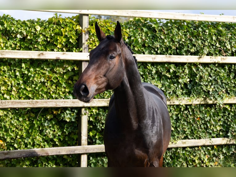 Zangersheide Semental 3 años 165 cm Castaño oscuro in Waddinxveen Zangersheide Semental 3 años 165 cm Castaño oscuro in Waddinxveen