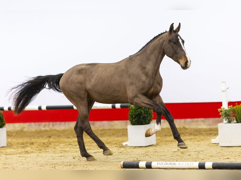 Zangersheide Semental 3 años 165 cm Castaño oscuro in Waddinxveen