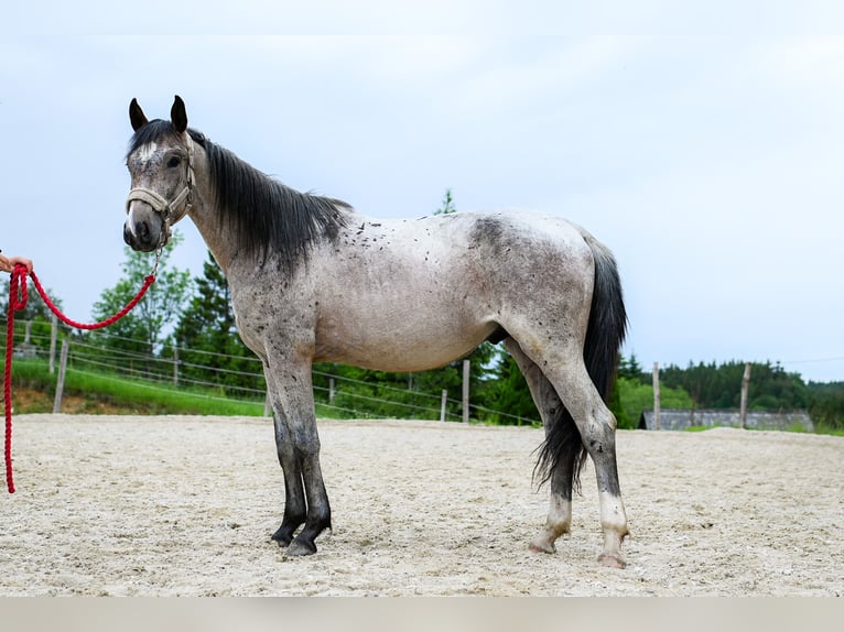 Zangersheide Semental 3 años 165 cm Castaño-ruano in Heiligenkreuz