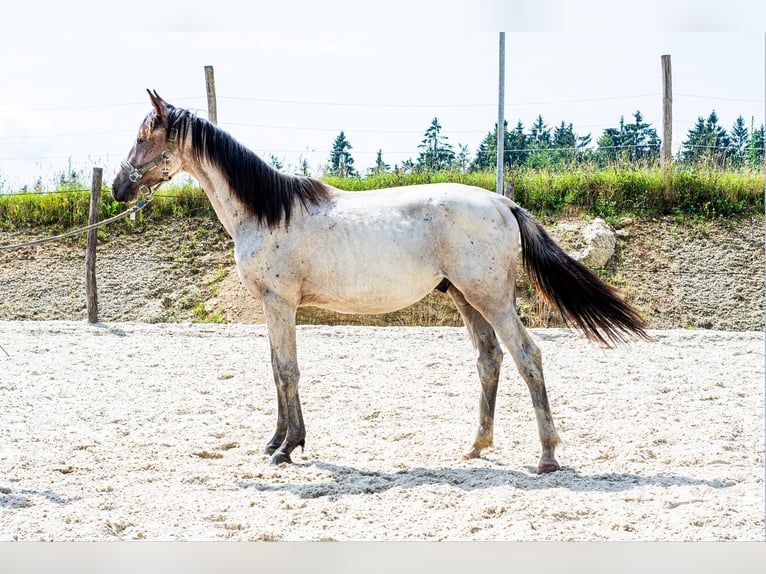 Zangersheide Semental 3 años 165 cm Castaño-ruano in Heiligenkreuz