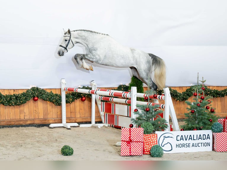 Zangersheide Semental 3 años 165 cm Tordo in Poznań