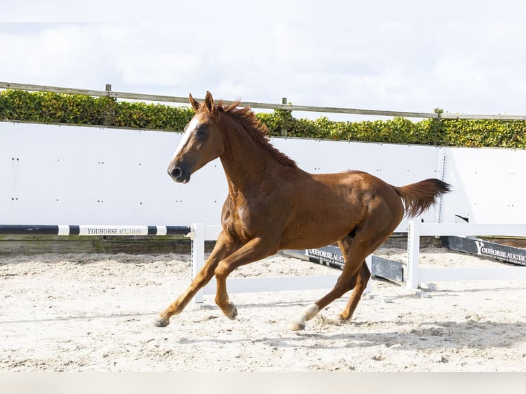 Zangersheide Semental 3 años 166 cm Alazán in Waddinxveen