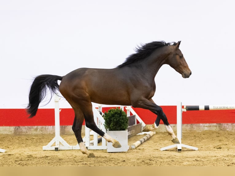 Zangersheide Semental 3 años 166 cm Castaño in Waddinxveen