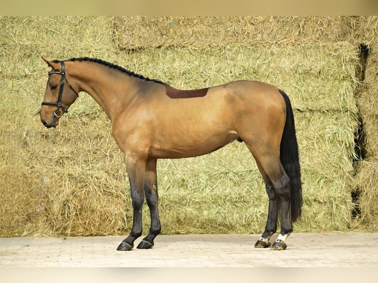 Zangersheide Semental 3 años 167 cm Castaño in Bladel