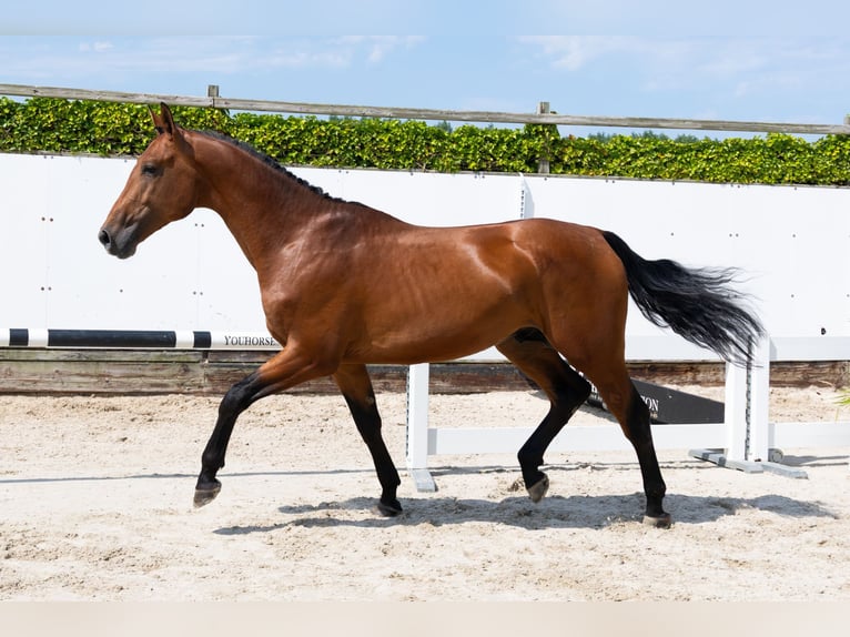 Zangersheide Semental 3 años 167 cm Castaño in Waddinxveen
