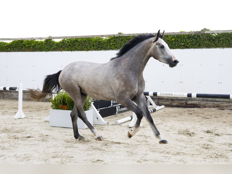 Zangersheide Semental 3 años 167 cm Tordo in Waddinxveen