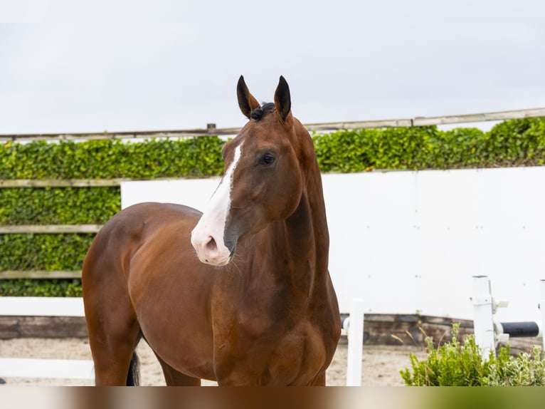 Zangersheide Semental 3 años 168 cm Castaño in Waddinxveen