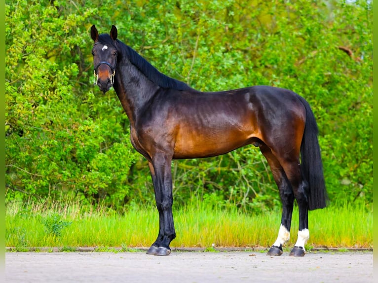 Zangersheide Semental 3 años 168 cm Castaño oscuro in Weiterstadt