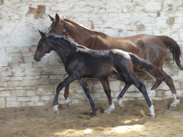 Zangersheide Semental 3 años 168 cm Castaño oscuro in Mücheln (Geiseltal)