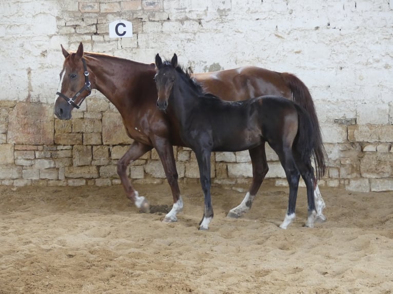 Zangersheide Semental 3 años 168 cm Castaño oscuro in Mücheln (Geiseltal)