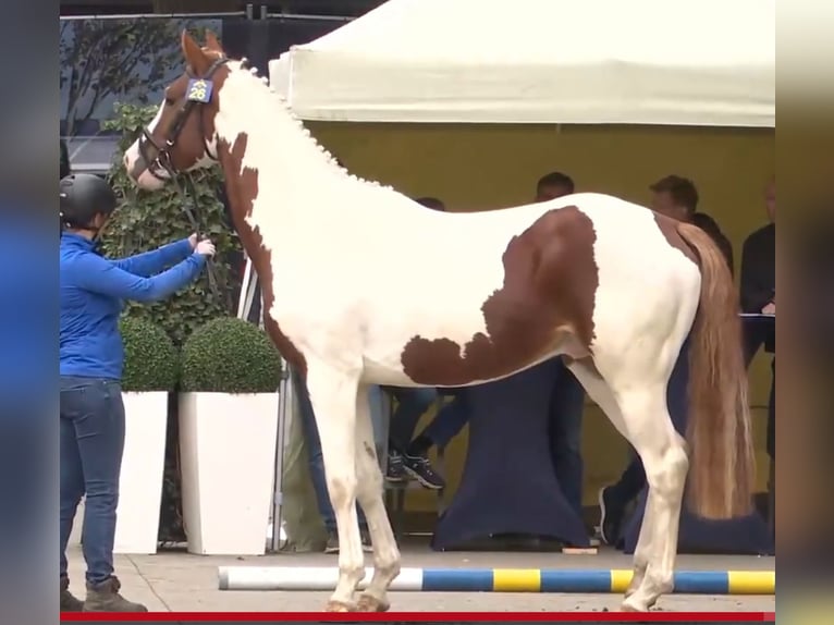 Zangersheide Semental 3 años 168 cm Pío in Seesen