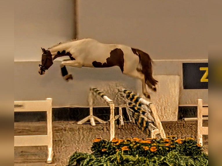 Zangersheide Semental 3 años 168 cm Pío in Seesen