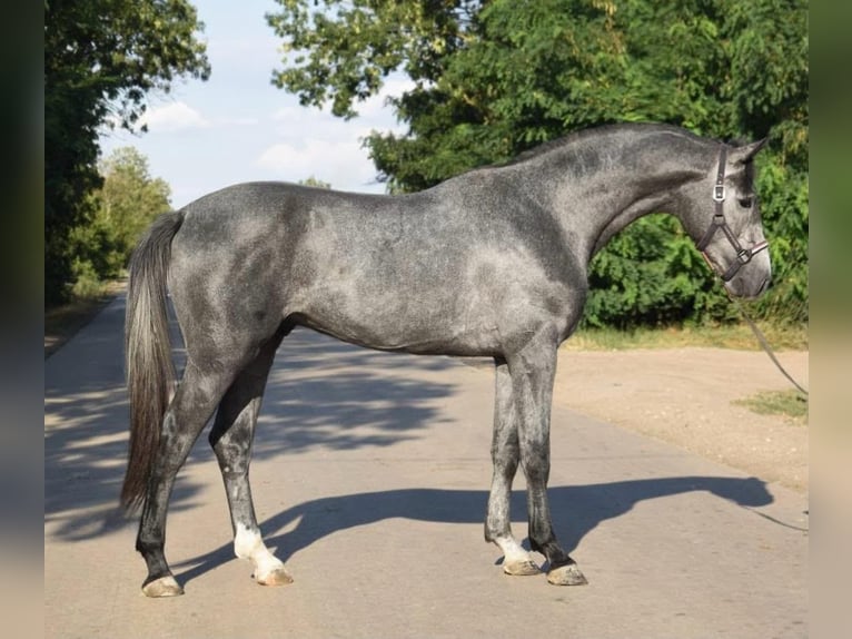 Zangersheide Semental 3 años 169 cm Tordillo negro in Scheibenberg
