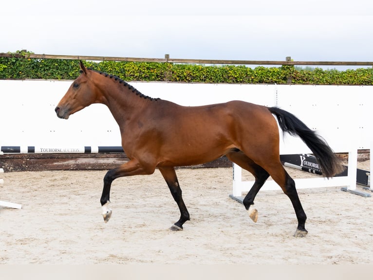 Zangersheide Semental 3 años 170 cm Castaño in Waddinxveen Zangersheide Semental 3 años 170 cm Castaño in Waddinxveen
