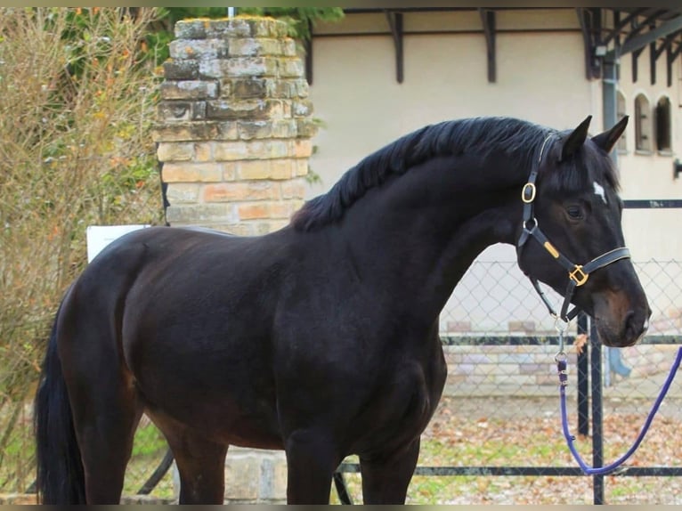 Zangersheide Semental 3 años 170 cm Castaño oscuro in Alt Mölln