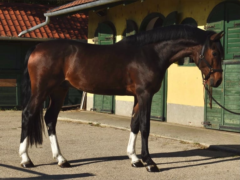 Zangersheide Semental 3 años 170 cm Castaño oscuro in Murska Soboda