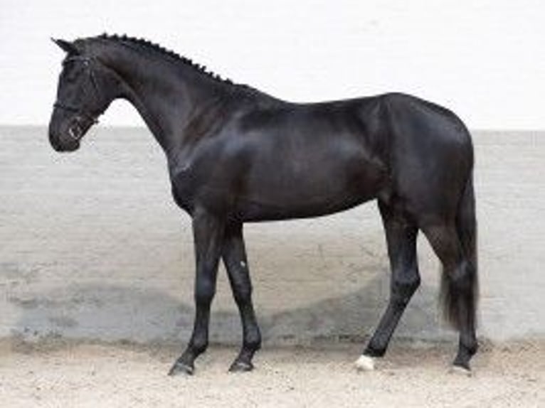 Zangersheide Semental 3 años 170 cm Negro in Heerde