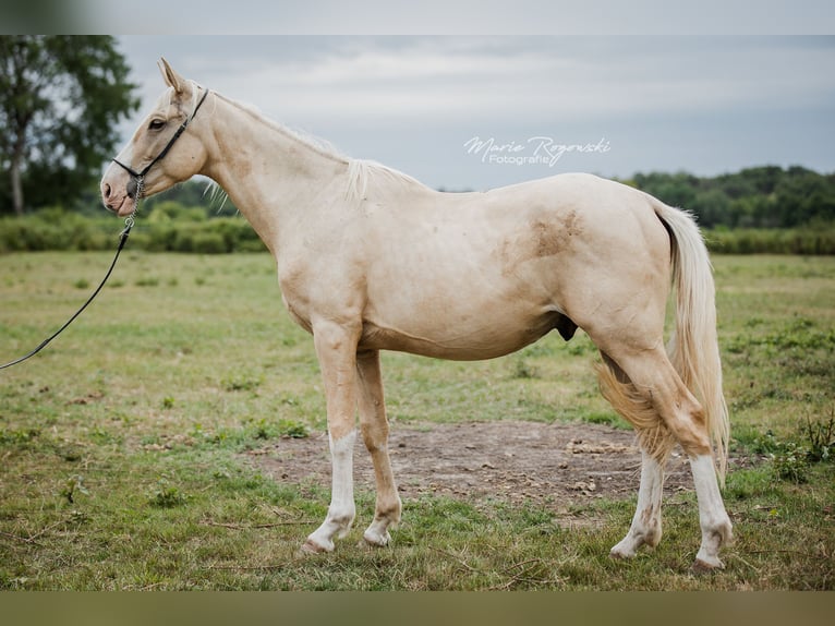 Zangersheide Semental 3 años 170 cm Palomino in Beaumont pied-de-boeuf