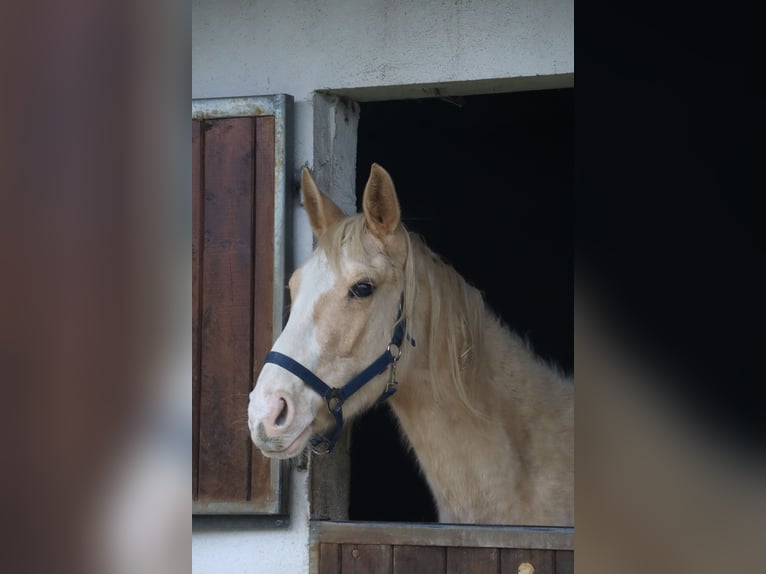 Zangersheide Semental 3 años 170 cm Palomino in Beaumont pied-de-boeuf