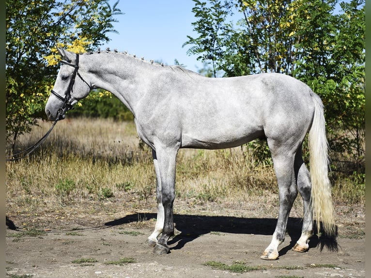 Zangersheide Semental 3 años 170 cm Tordo in Gyula