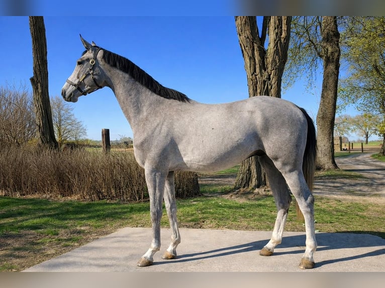 Zangersheide Semental 3 años 170 cm Tordo in Świekatowo