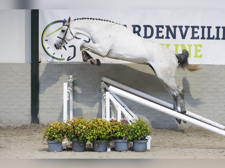 Zangersheide Semental 3 años 171 cm  in Heerde