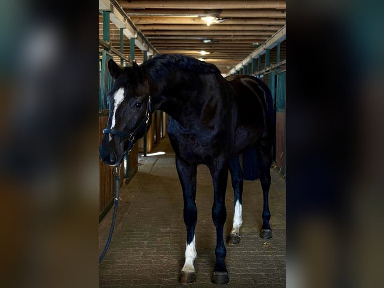 Zangersheide Semental 3 años 171 cm Negro in Murska Soboda