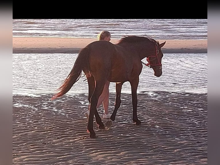 Zangersheide Semental 3 años 172 cm Castaño in Torhout