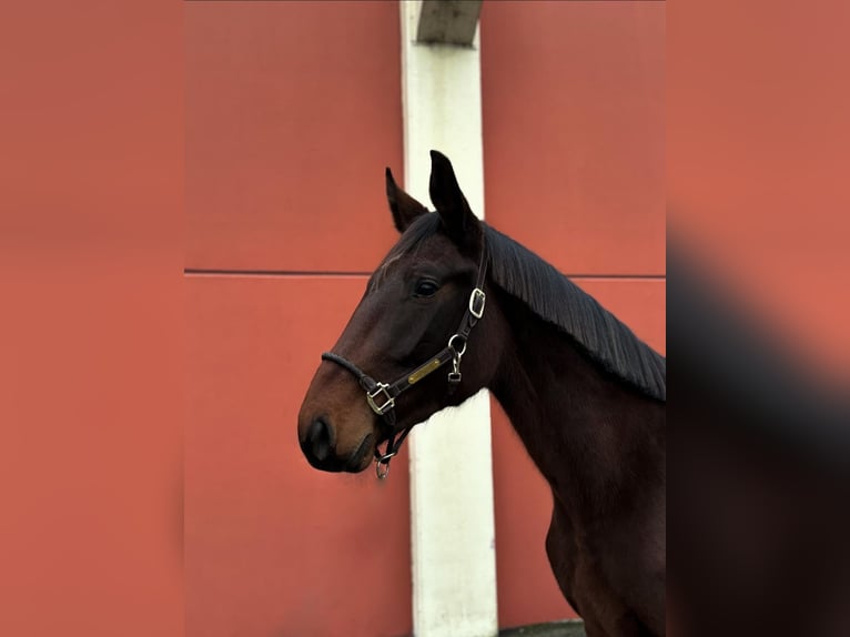 Zangersheide Semental 3 años Castaño rojizo in Milan