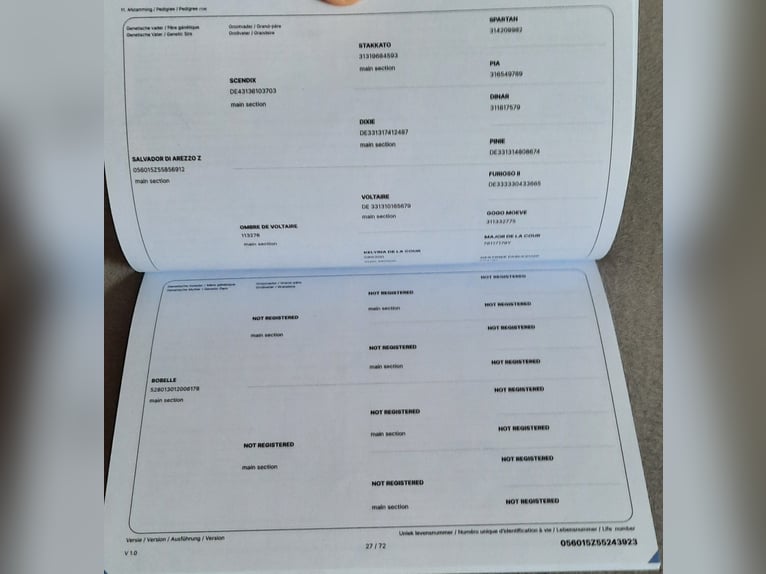 Zangersheide Semental 3 años Pío in Ketzelsdorf