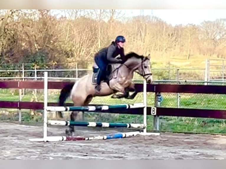 Zangersheide Semental 4 años 152 cm Buckskin/Bayo in Nistelrode