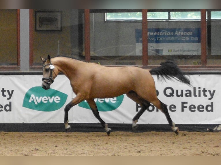Zangersheide Semental 4 años 152 cm Buckskin/Bayo in Nistelrode