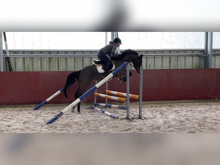 Zangersheide Semental 4 años 153 cm Castaño in Gangelt