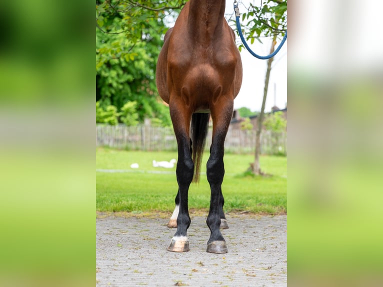 Zangersheide Semental 4 años 156 cm Castaño in Grote-Brogel