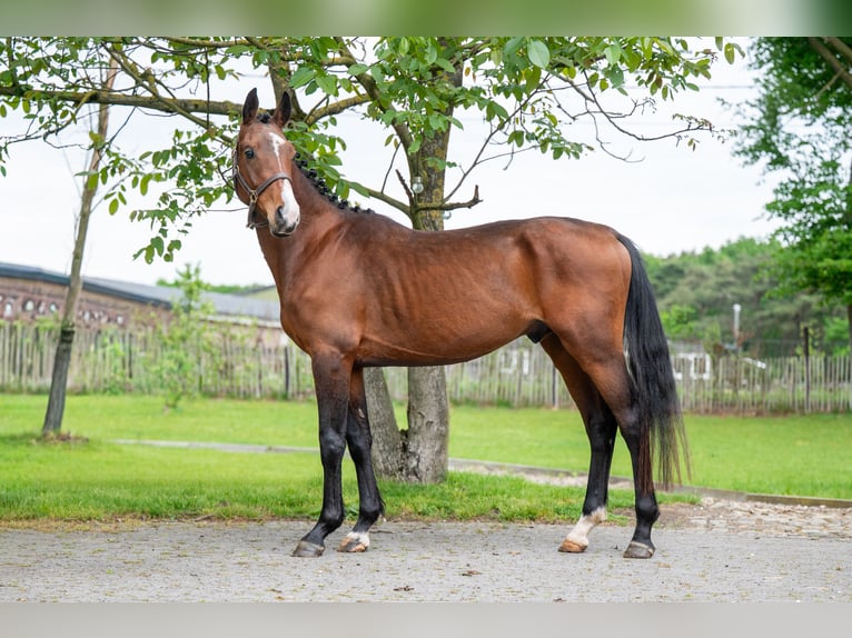 Zangersheide Semental 4 años 156 cm Castaño in Grote-Brogel