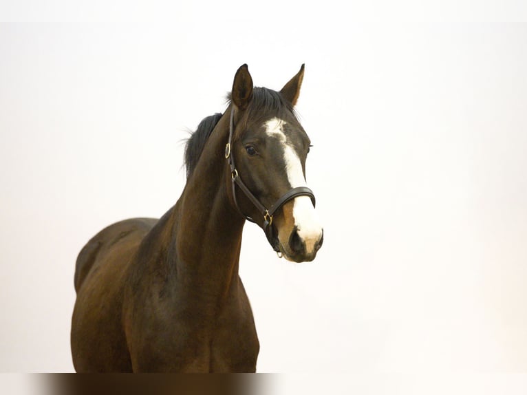 Zangersheide Semental 4 años 160 cm in Waddinxveen