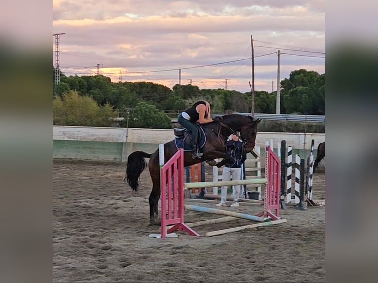 Zangersheide Semental 4 años 160 cm Castaño oscuro in Madrid