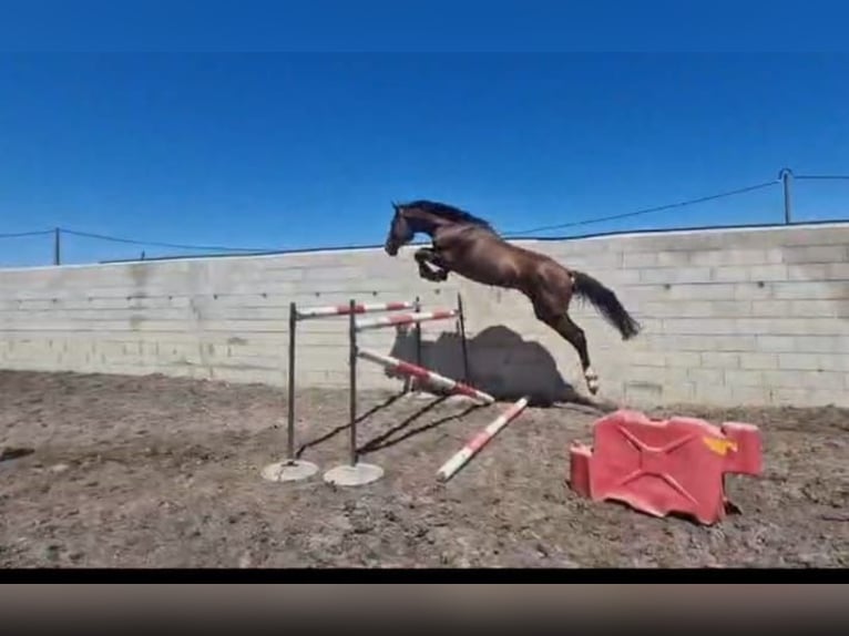 Zangersheide Semental 4 años 166 cm Alazán in safara