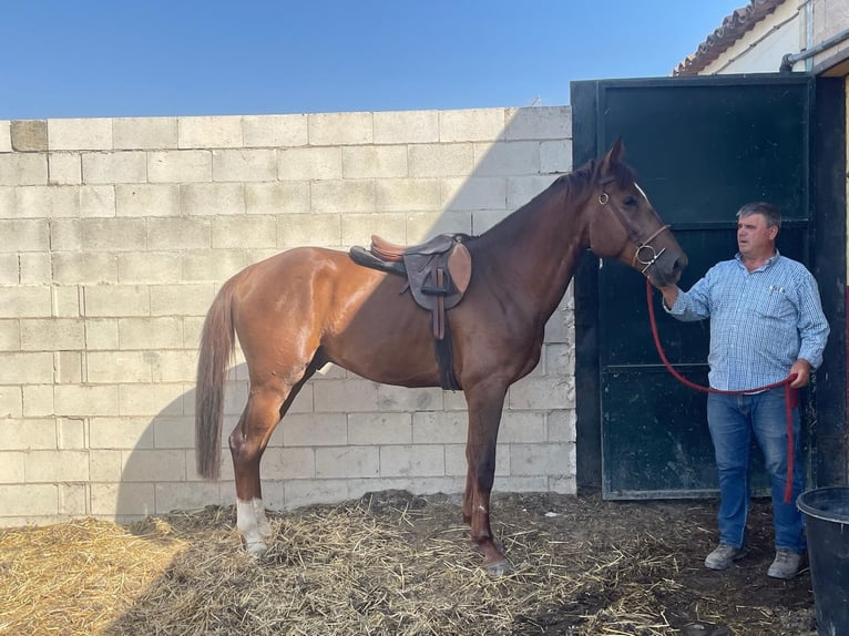 Zangersheide Semental 4 años 166 cm Alazán in safara