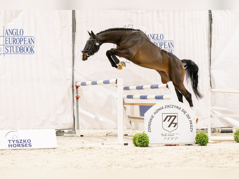 Zangersheide Semental 4 años 167 cm Castaño oscuro in Wysogotowo