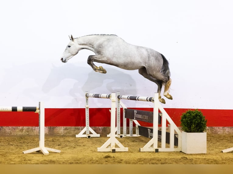 Zangersheide Semental 4 años 167 cm Tordo in Waddinxveen